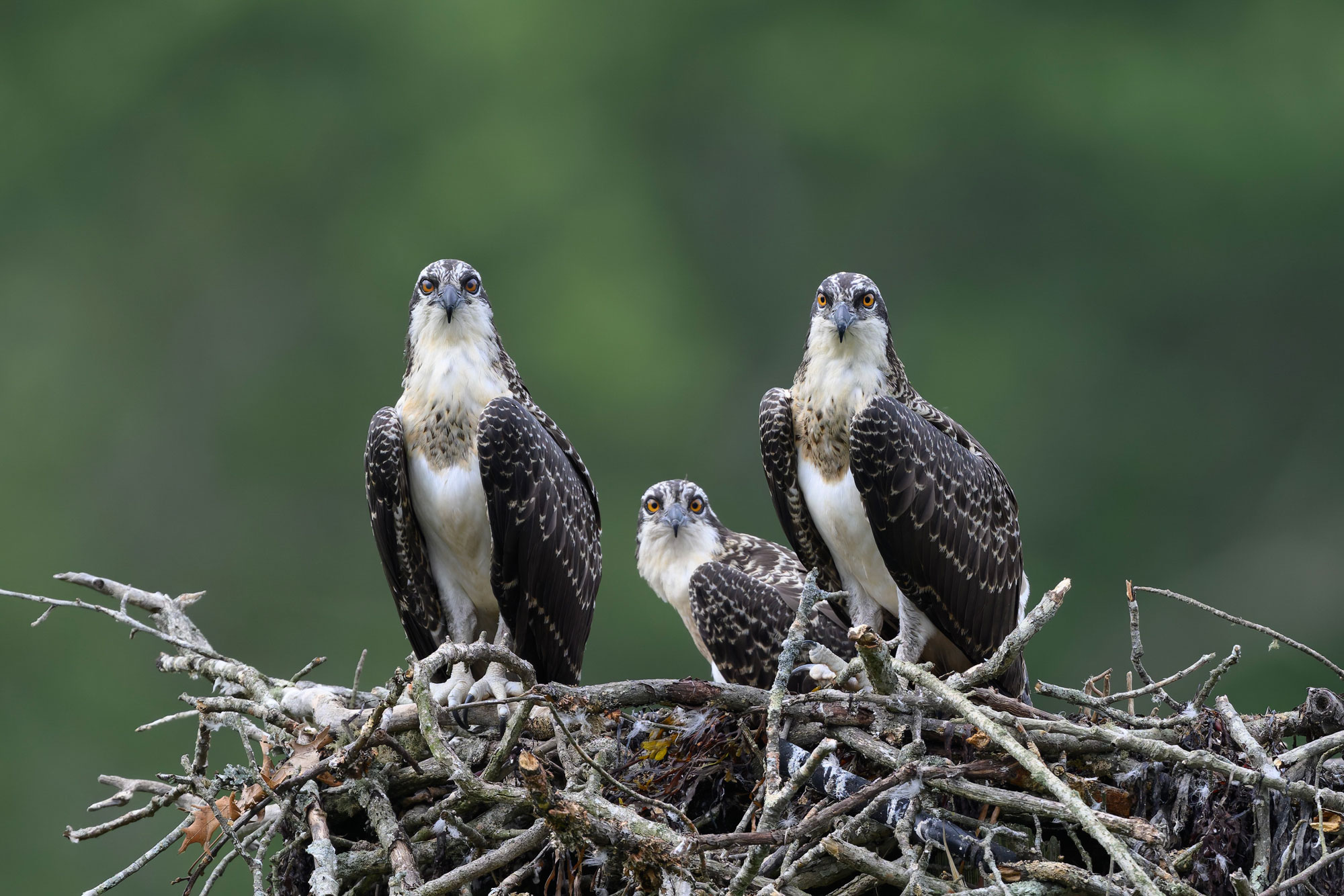 Count-2024-McCormack-DSC_1209-NEF-DxO_DeepPRIME-XD2-2000×1334